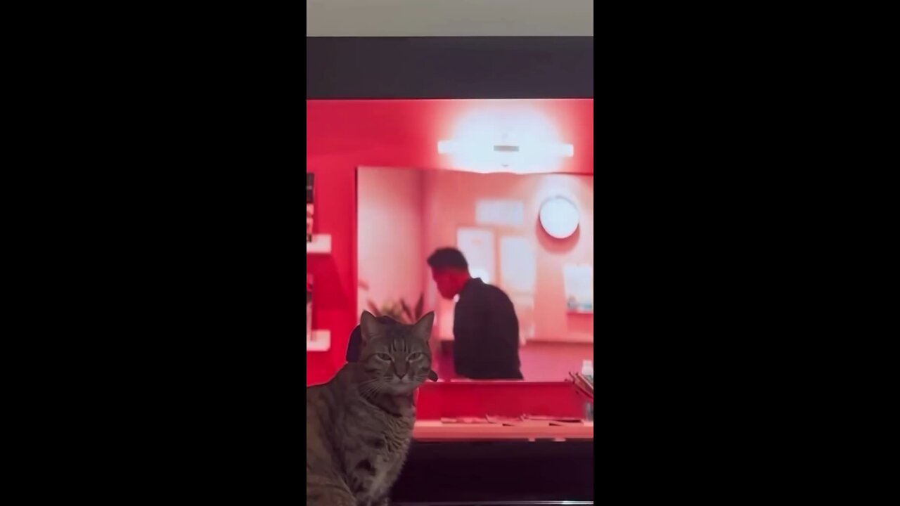 Funniest Animals You'll Ever Encounter