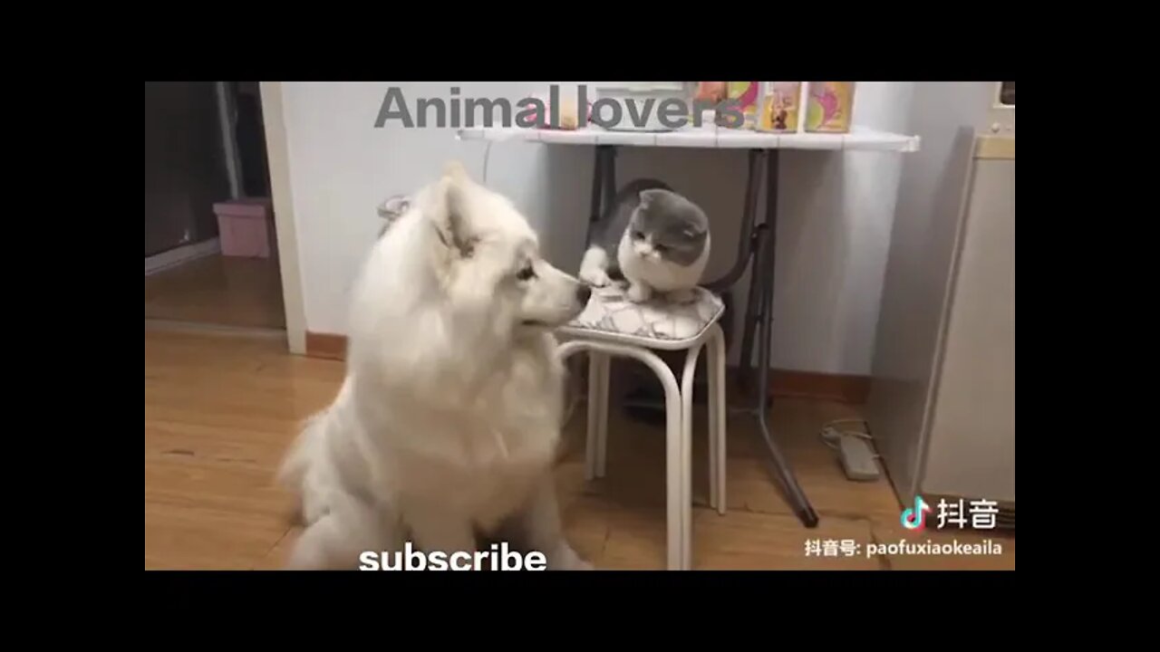 Vídeos engraçados de animais