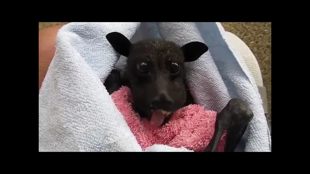 A rescued flying fox eats a banana for breakfast