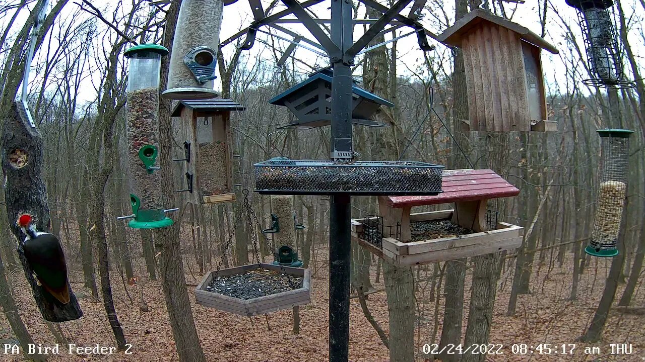 Pileated Woodpeckers - Brown feathered female