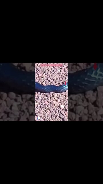 ❤️Serpente Perigosa! #shorts