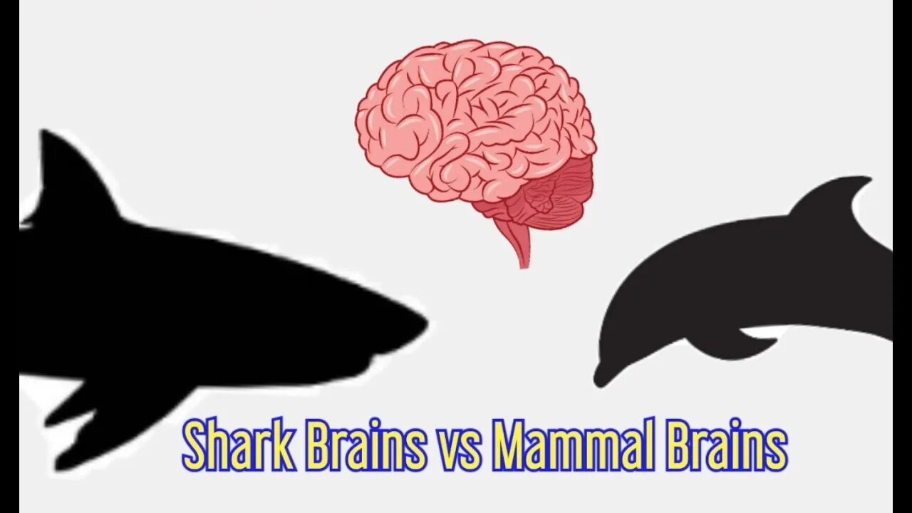Shark Brains vs Mammal Brains