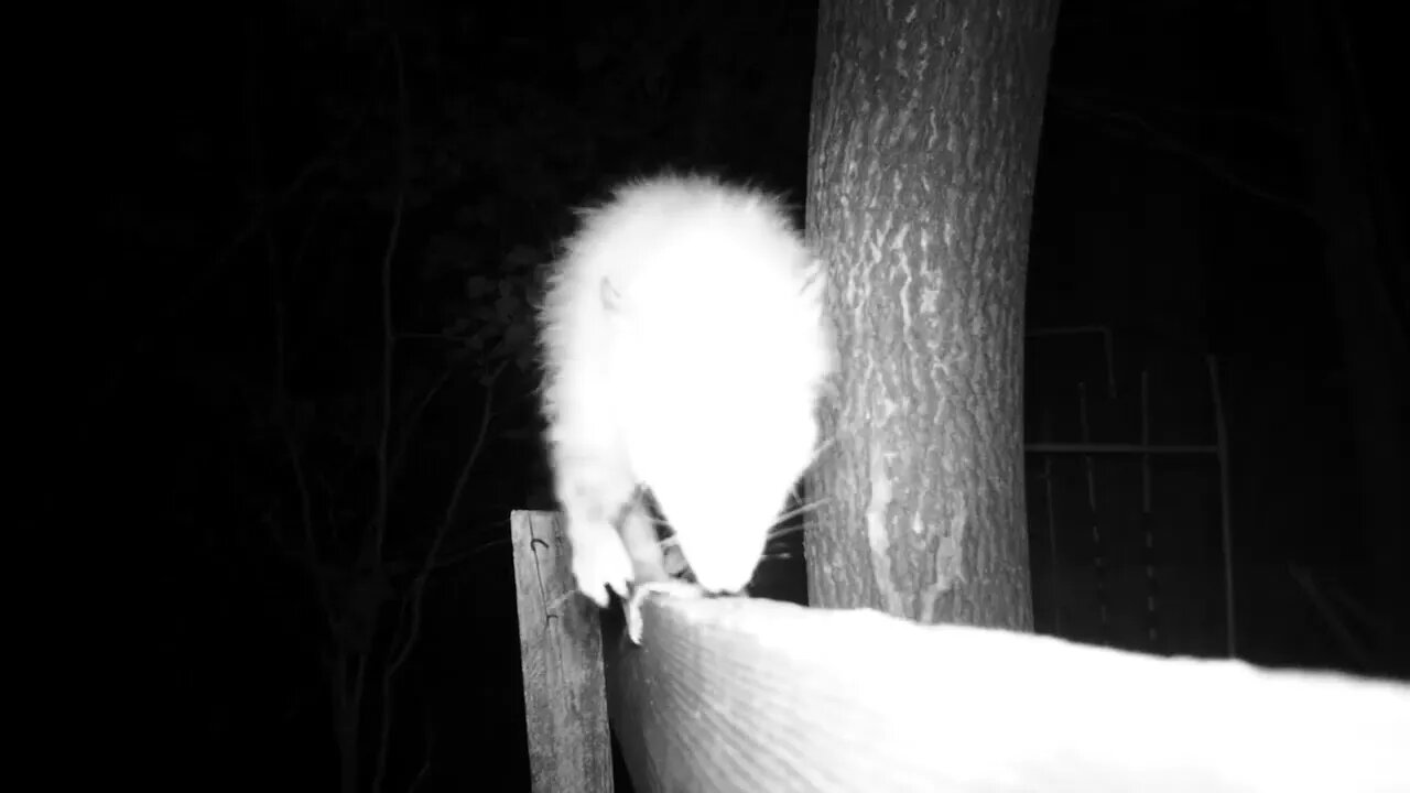 Opossum coming at ya