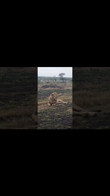 Maasai Mara Sightings Today 11/08/21 (Lions, Leopard, Cheetah, etc) | Zebra Plains | #shorts