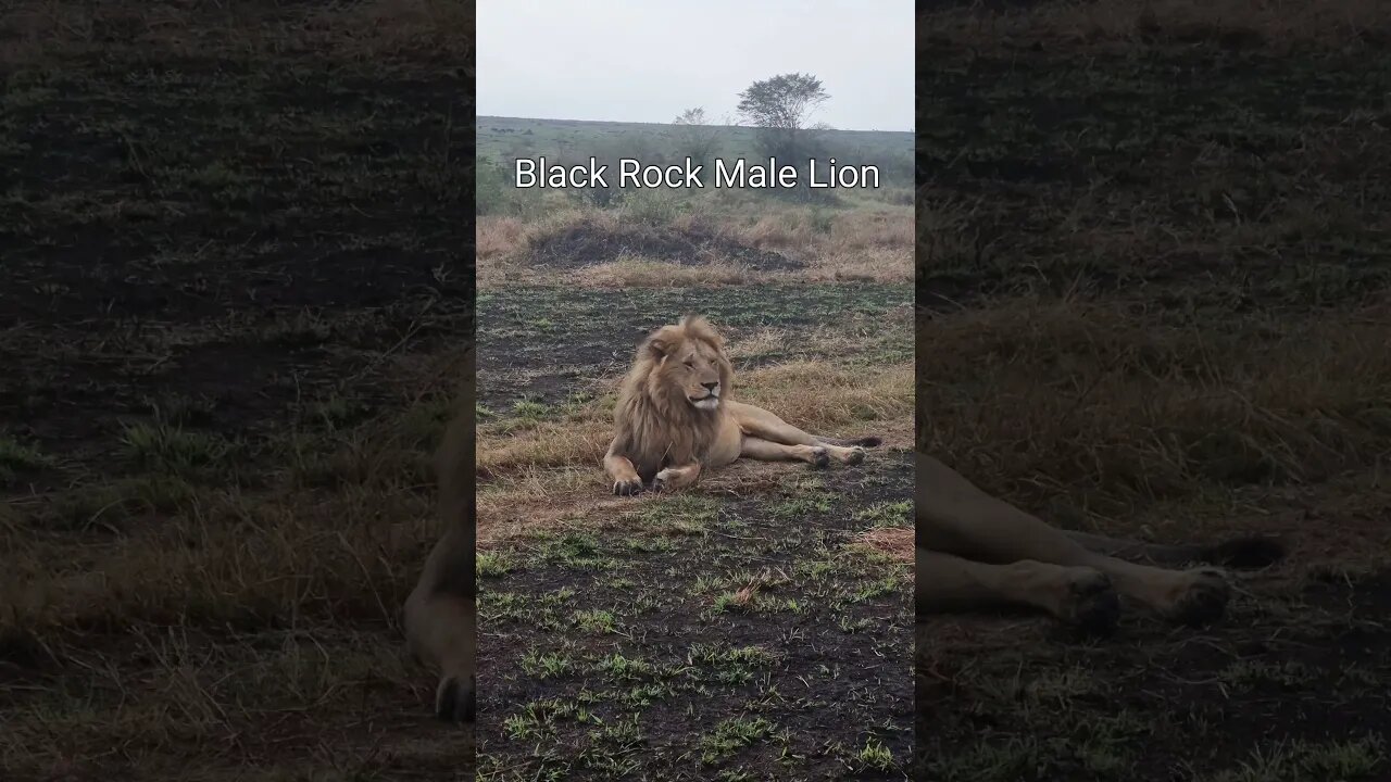 Maasai Mara Sightings Today 11/08/21 (Lions, Leopard, Cheetah, etc) | Zebra Plains | #shorts