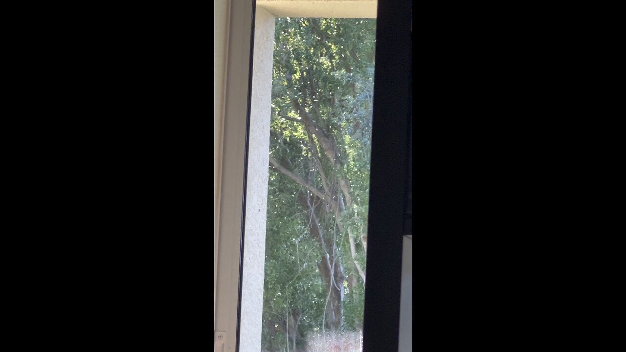 Florida bugs