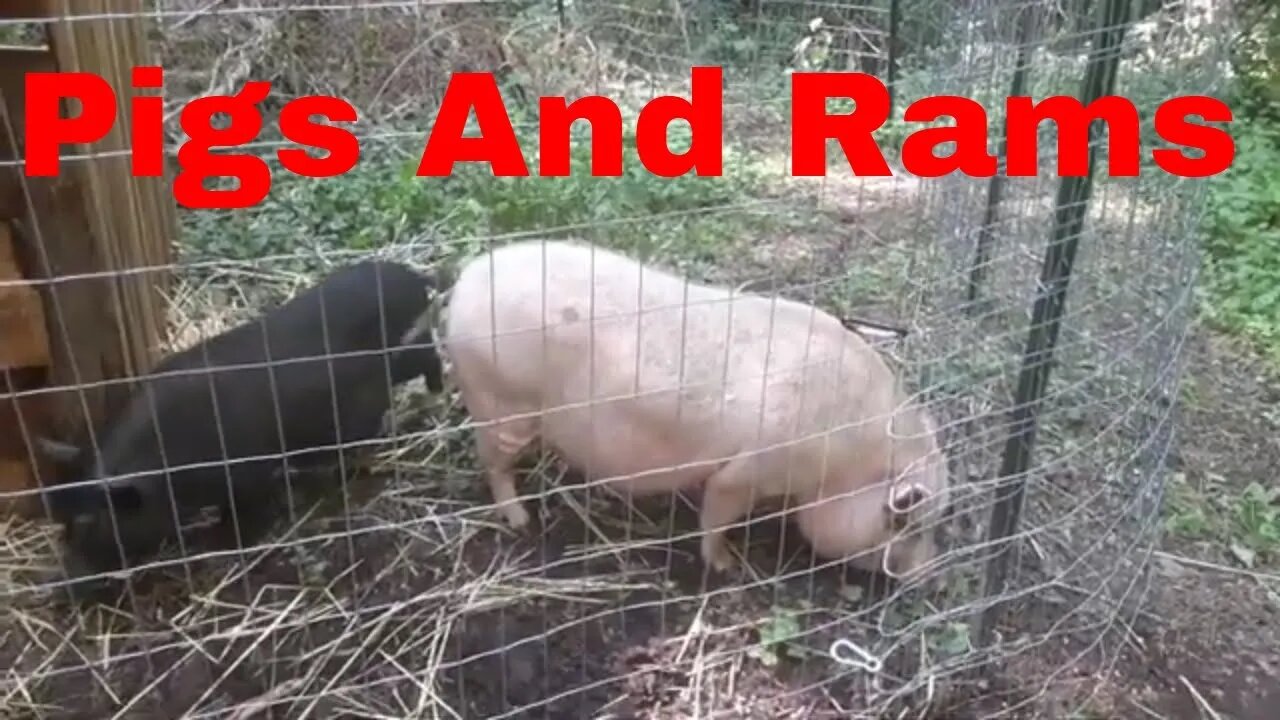 Pigs And Rams Oh My At The Mountain Homestead