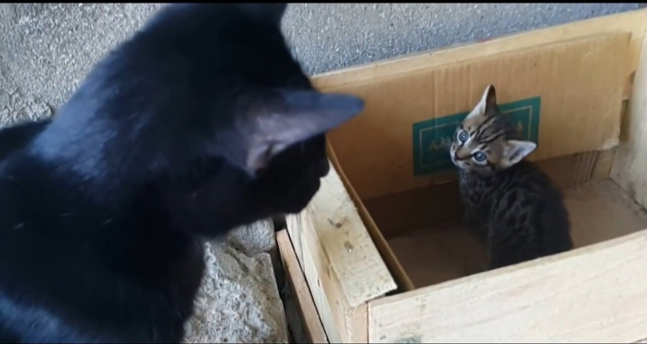 Talking to her kittens