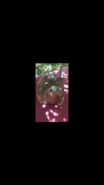 Wow, the voice of this female eagle is so beautiful🎶🎤❤️🦅