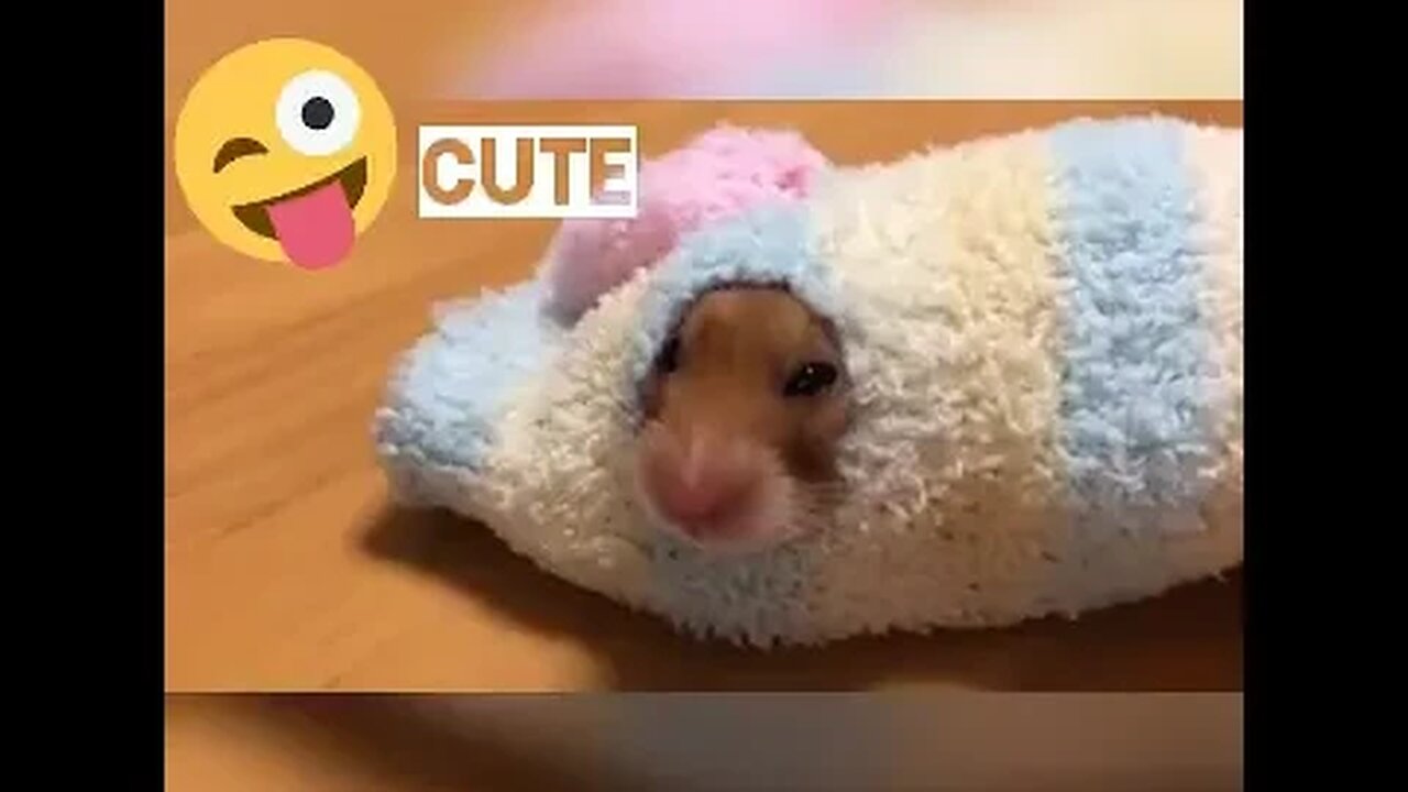 Cute funniest hamsters wheels compilation 2023