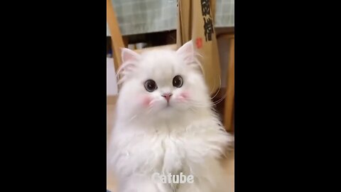 Funny cats and dogs video funniest animals make your day