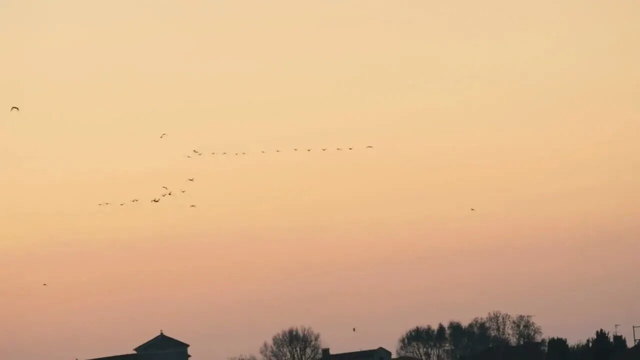 Flock of birds flying over pink sunset sky background