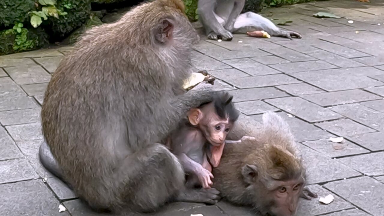 Devoted Mother Monkey Uses Baby's Tail To Keep It Close To Her