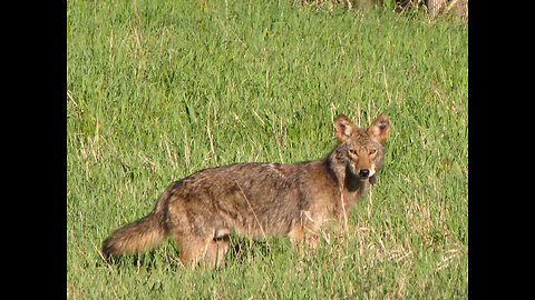 Dance Like A Human(e) - Lome Marsupial