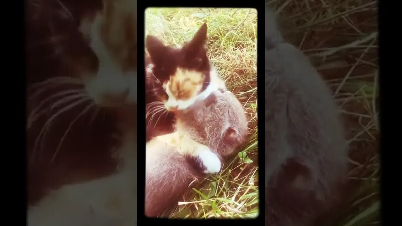 Cuando traes un gato para deshacerte de las ratas! 🤦🏿♂️😂