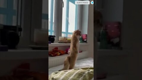 cute cat videos 😹 funny videos 😂 529 😻