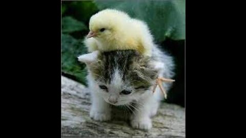 Funny Cat and Duck | Funny Animal