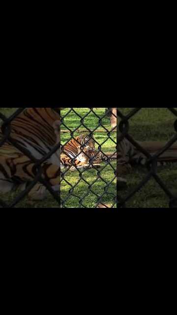 Tiger mom taking care of its son