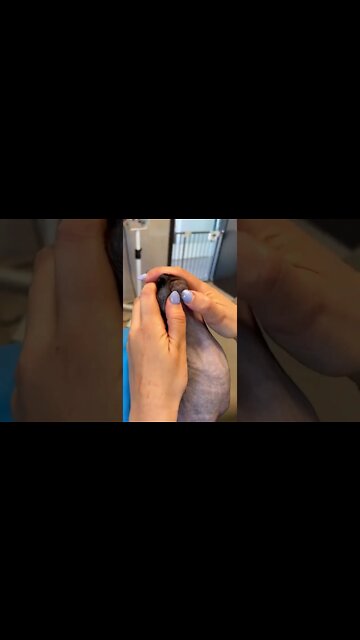 Blackhead removal on a Sphynx 🙃