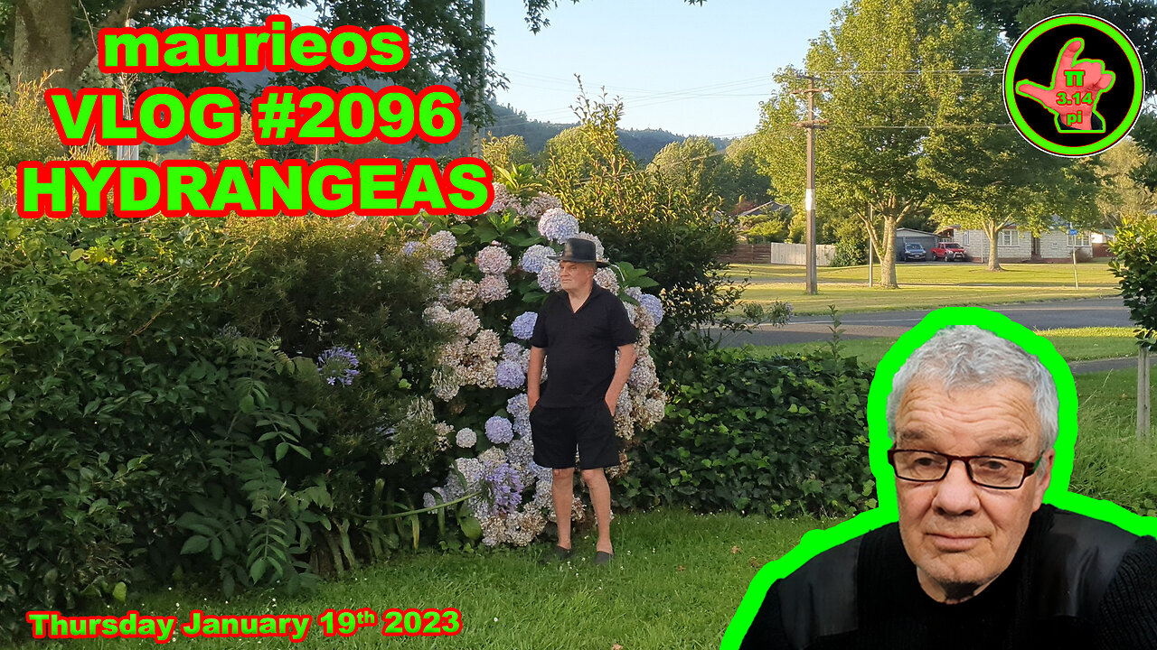 maurieos VLOG #2096 HYDRANGEAS