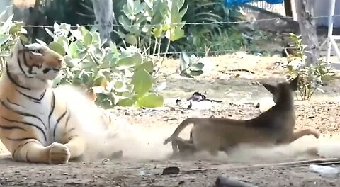 funny animal prank/ try not to laugh