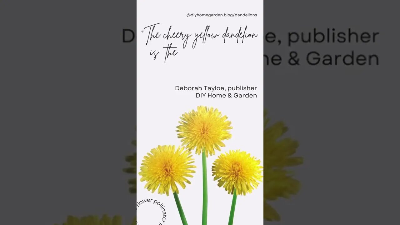 Dandelion Quote