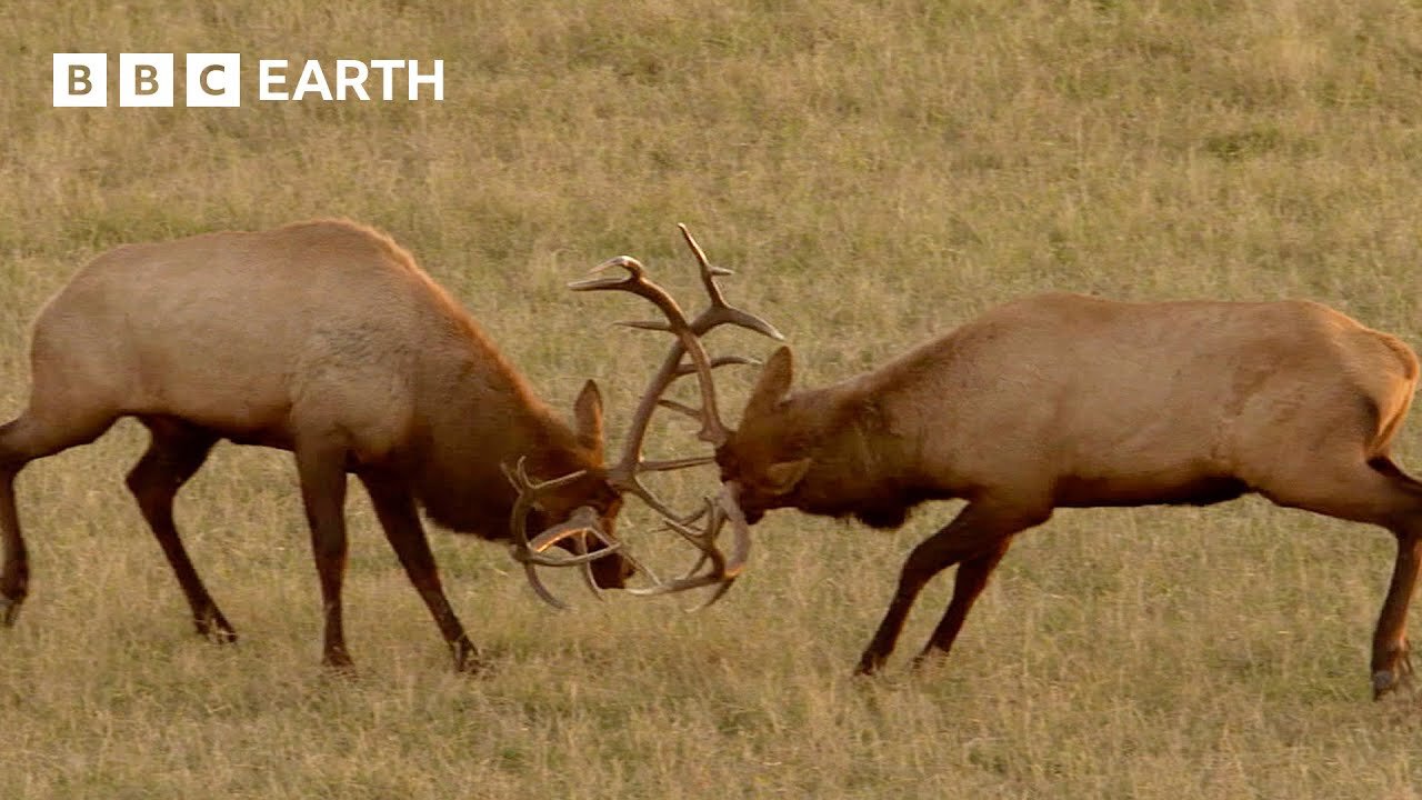 Rival Male Elk Rut for Supremacy Yellowstone BBC Earth