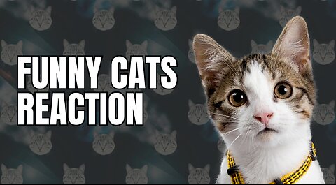 Watch Cats Hilarious Reactions!