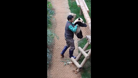 funny panda