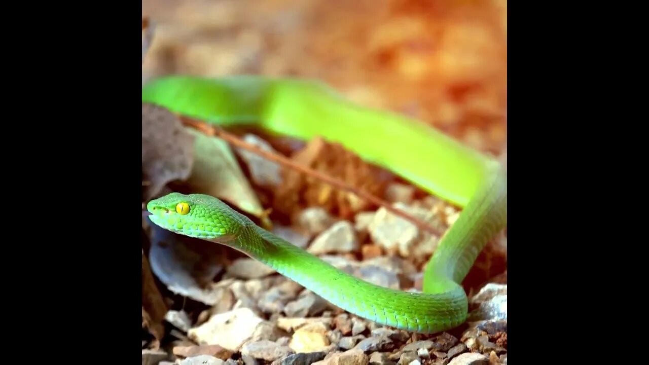 Trimeresurus Albolabris