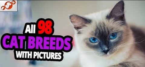 🐈 All Cat Breeds A-Z With Pictures!