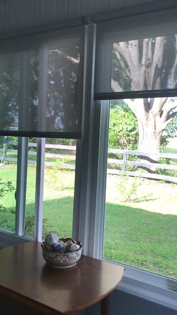 Buckaroo Gal cows won’t you come out tonight