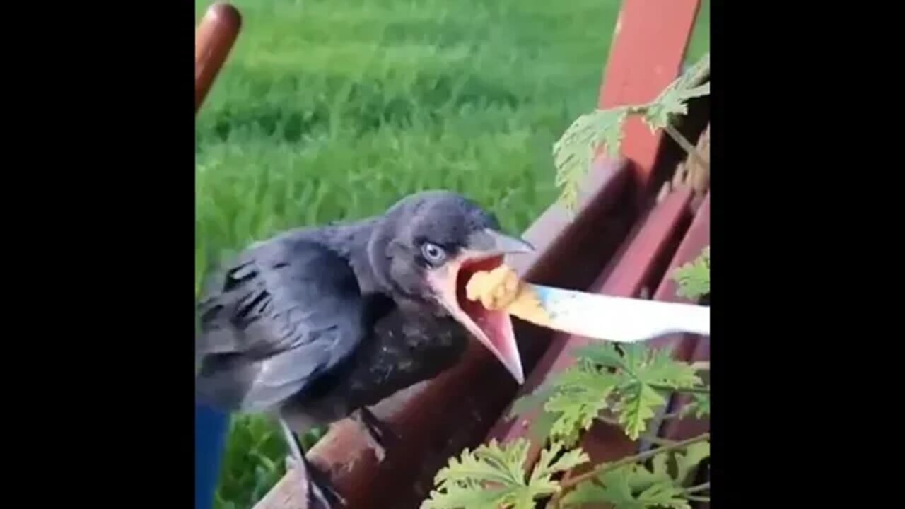 eating - bird