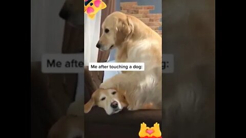 Dogs Better Friends Than Humans