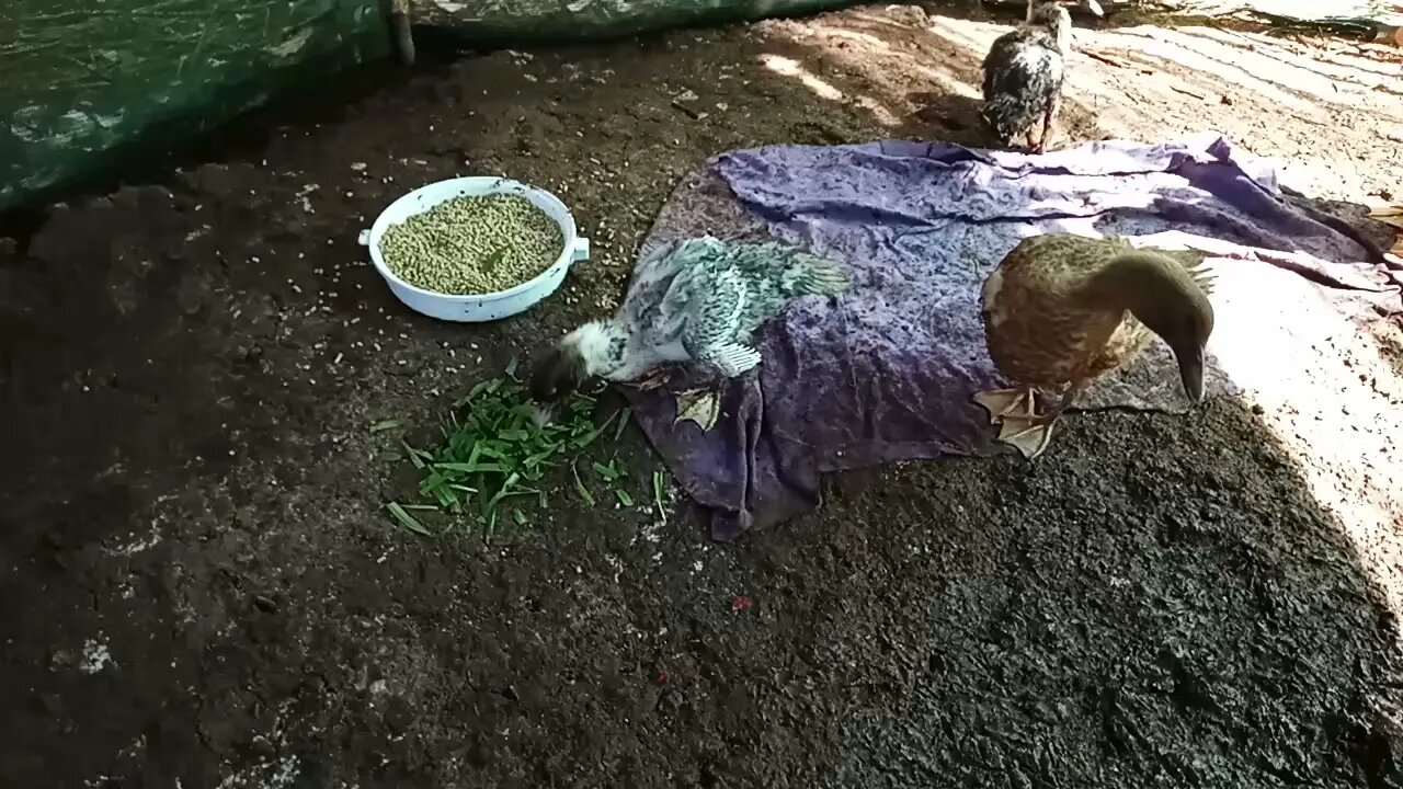 Some ducklings, Muscovy and runner crosses. Jack and Jill