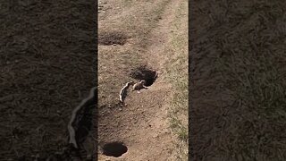 Gofer For Lunch. These young ones are easy pickings.