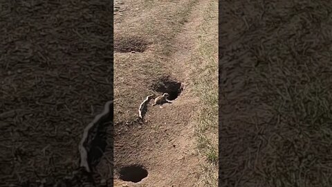 Gofer For Lunch. These young ones are easy pickings.