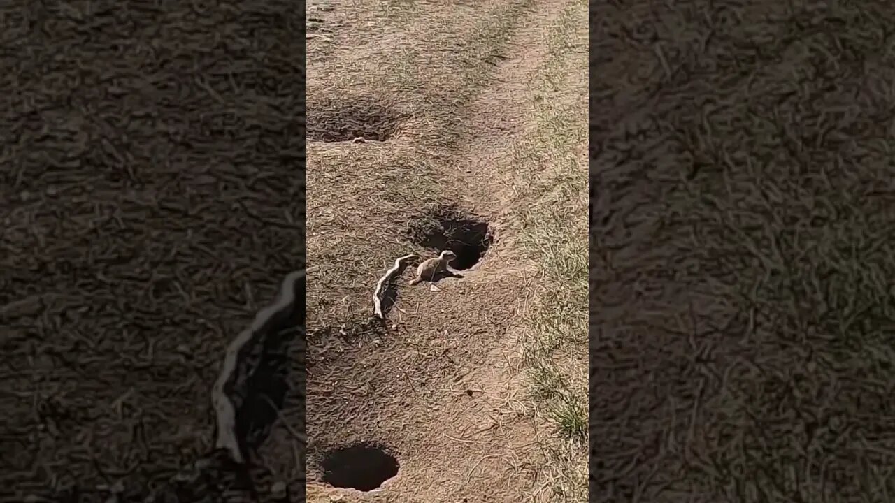 Gofer For Lunch. These young ones are easy pickings.
