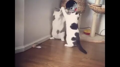 Most vicious fight..🐈🐾😅