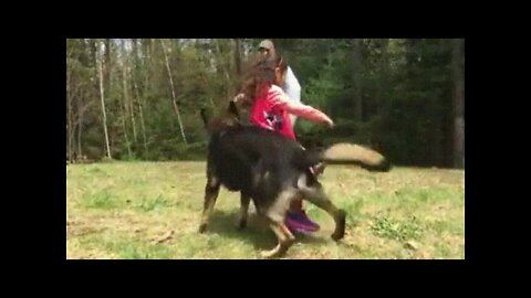 Dog in protection mode