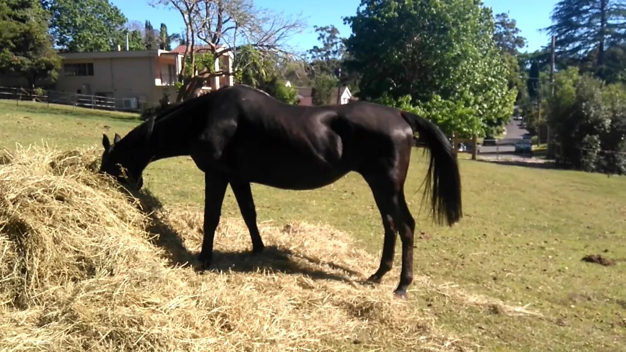 Cleo with a round bale putting on weight Jan 2017