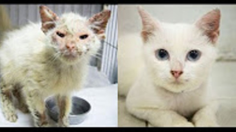 Please Help The Suffering Cats Of Thailand