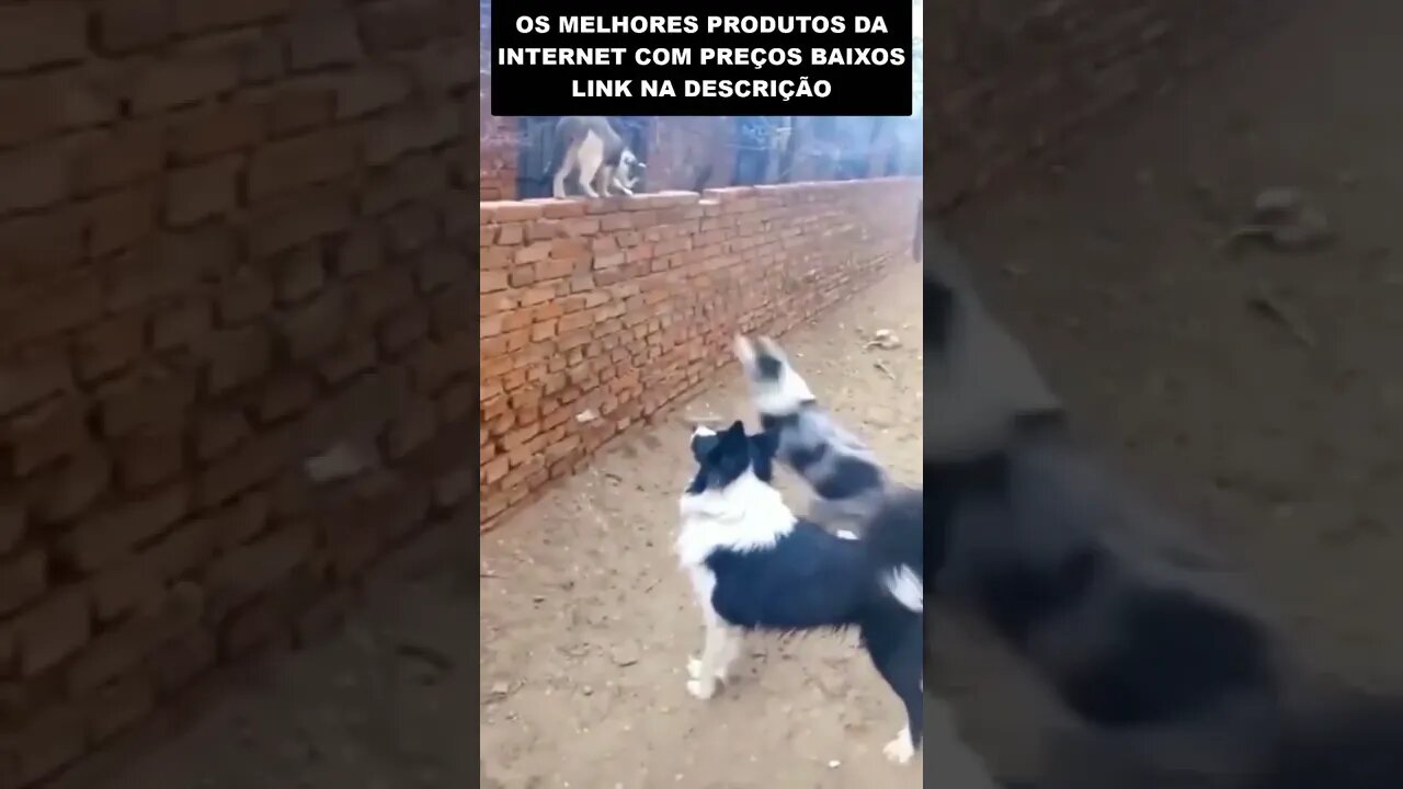 o gato ninja