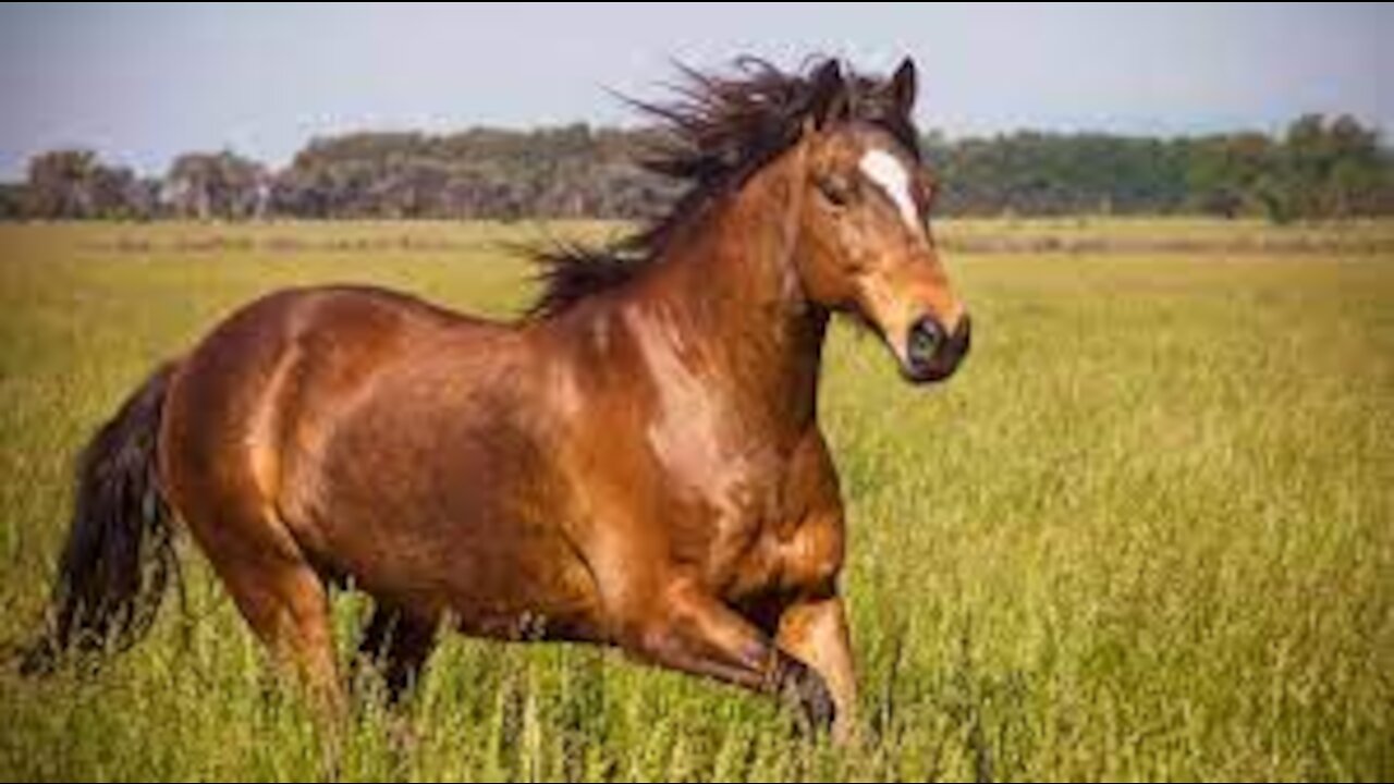 How To Teach A Cutting Horse Horse To Spread His Hind Feet