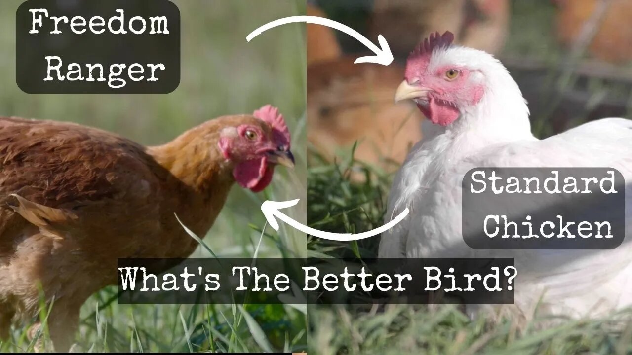 Freedom Ranger Vs Standard Chicken Whats The Best Homestead Chicken?