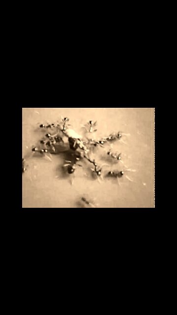 МУХА проиграла БОЛЬШИМ ЧЁРНЫМ МУРАВЬЯМ 🪰 Увы ❕ #Shorts