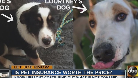 Is pet insurance worth the price?