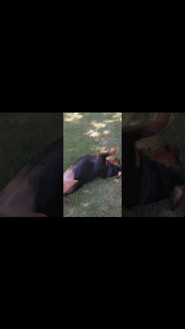 Rottweiler - Feddie, The Beautiful...Miss You Baby!