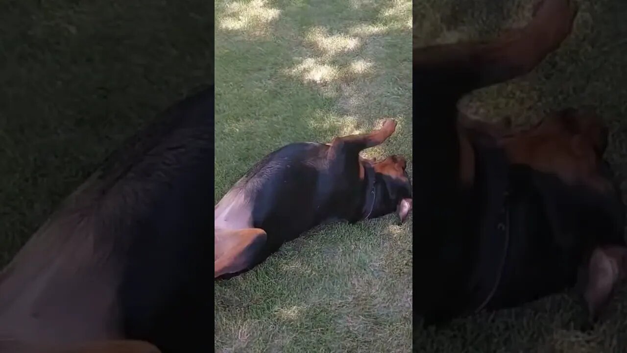 Rottweiler - Feddie, The Beautiful...Miss You Baby!
