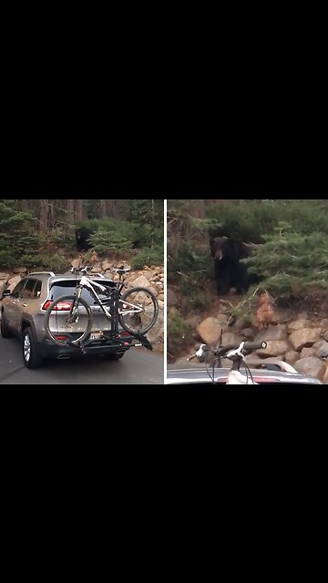 Guy documents his first bear sighting at work